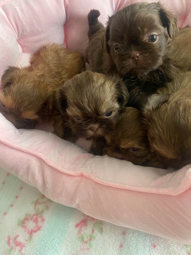 Shih Tzu Puppies media 5