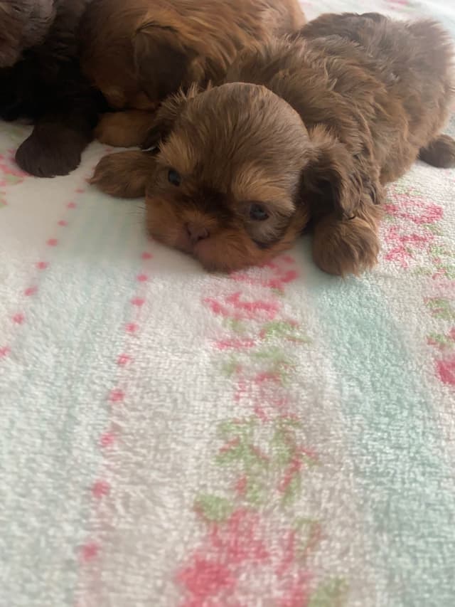 Shih Tzu Puppies media 4