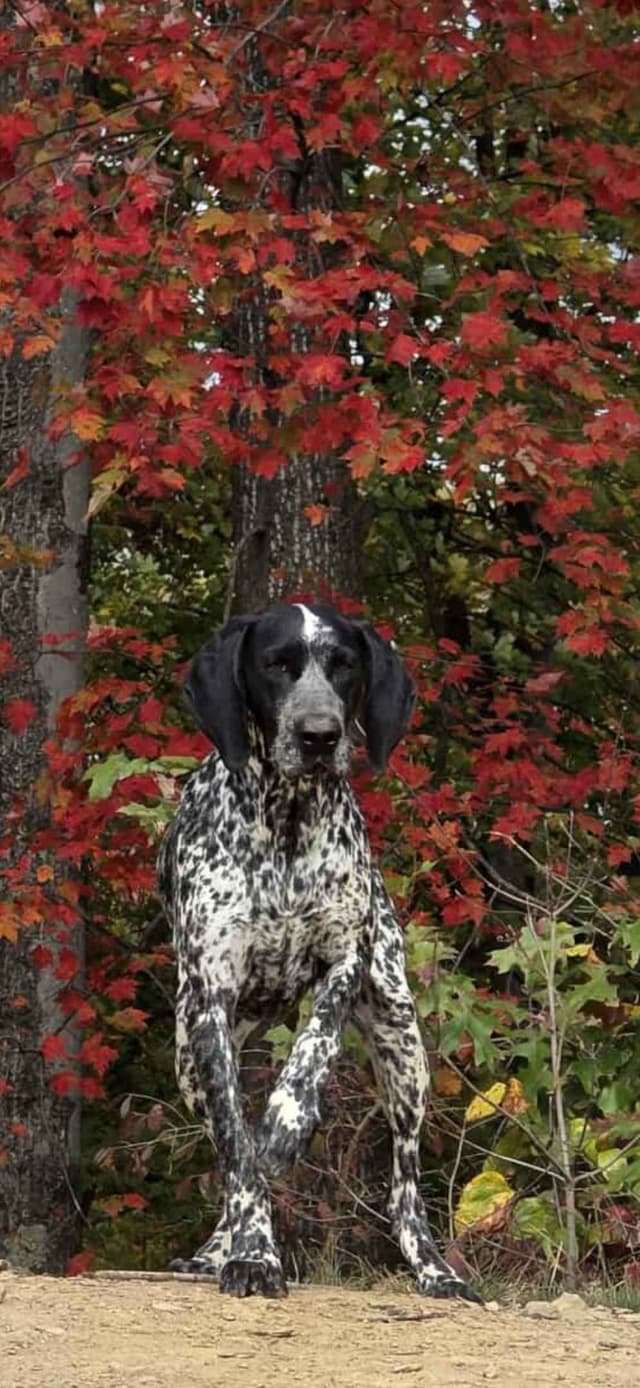 German Shorthaired Pointer Puppies media 2