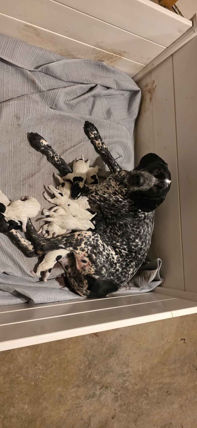 German Shorthaired Pointer Puppies media 3