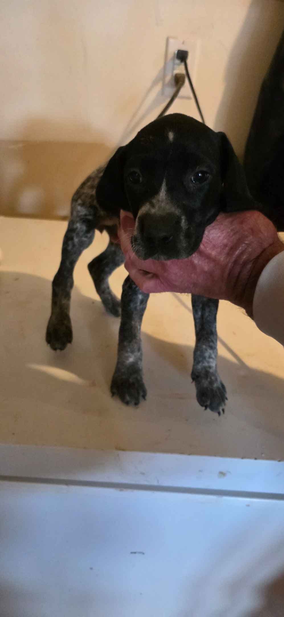 German Shorthaired Pointer Puppies breeder image 3