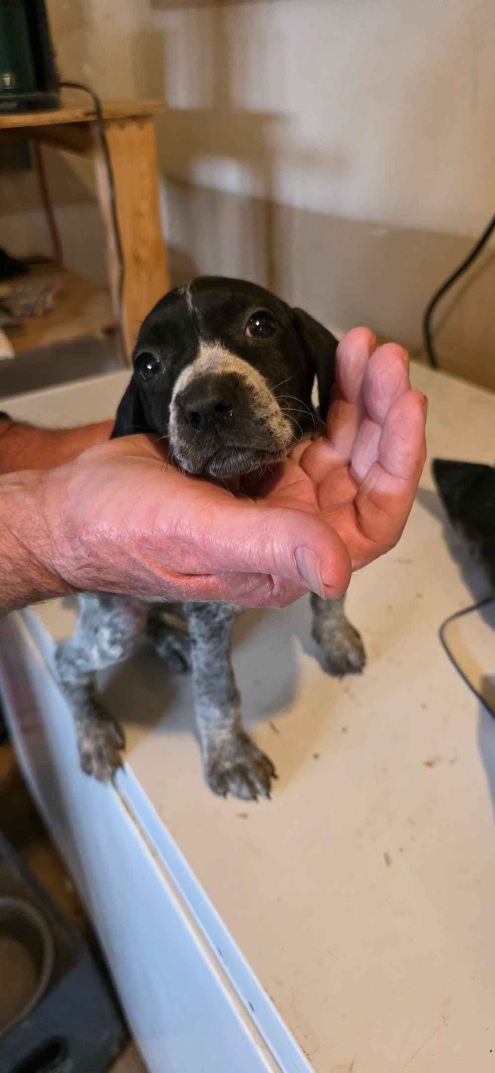 German Shorthaired Pointer Puppies breeder image 4