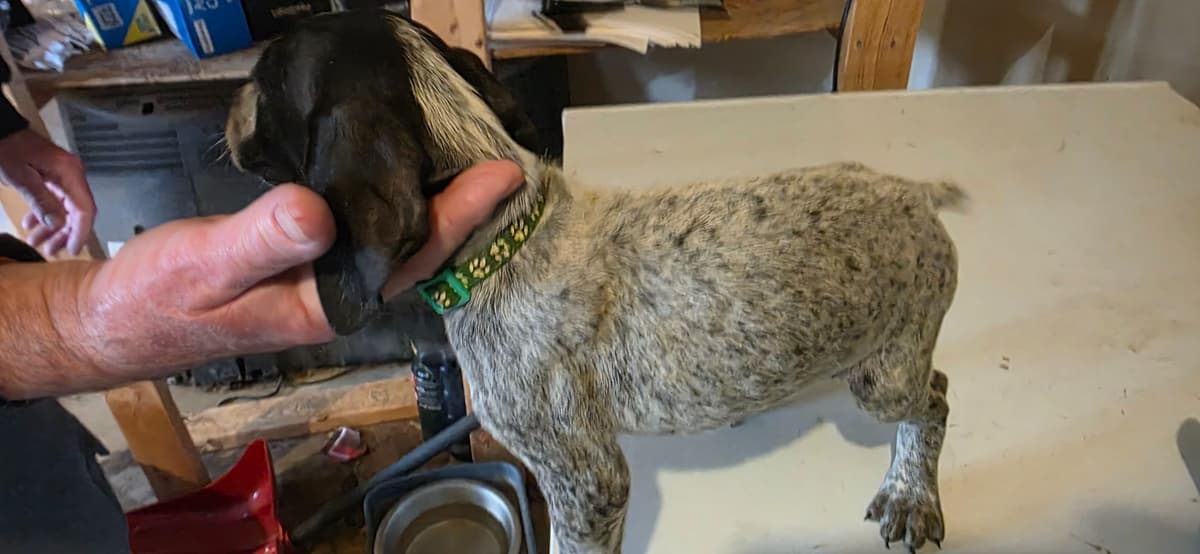 German Shorthaired Pointer Puppies breeder image 8