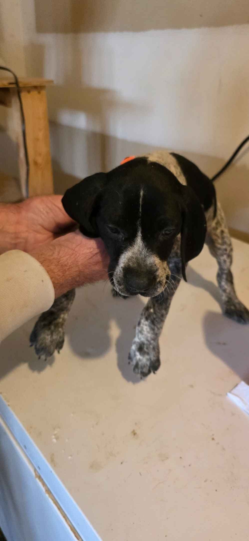 German Shorthaired Pointer Puppies breeder image 6
