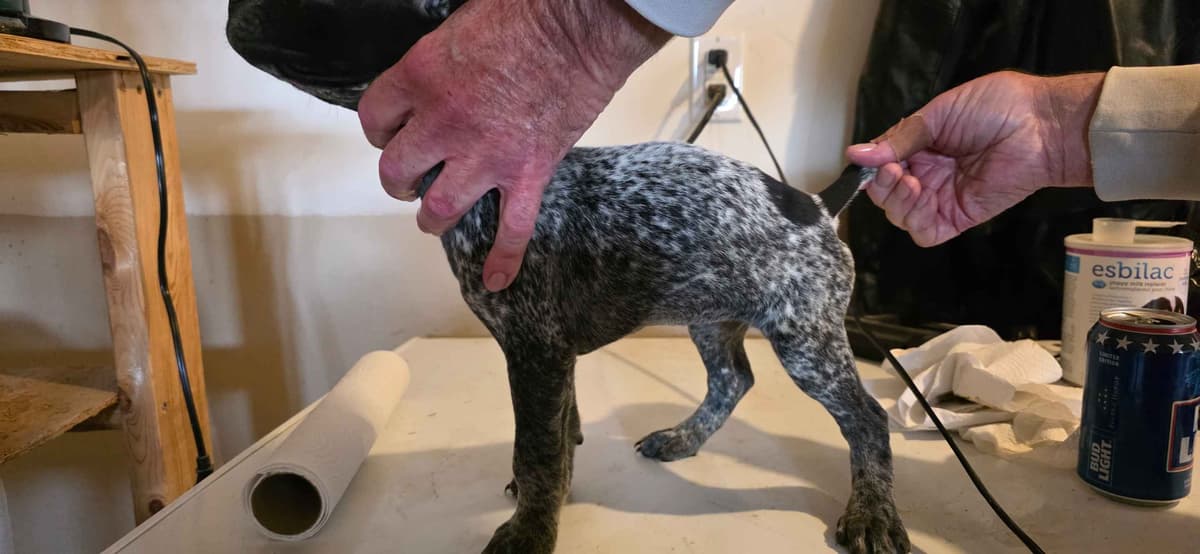 German Shorthaired Pointer Puppies breeder image 5