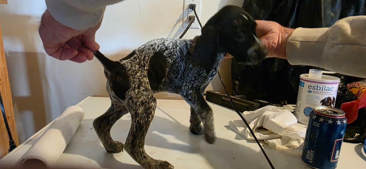 German Shorthaired Pointer Puppies breeder image 7