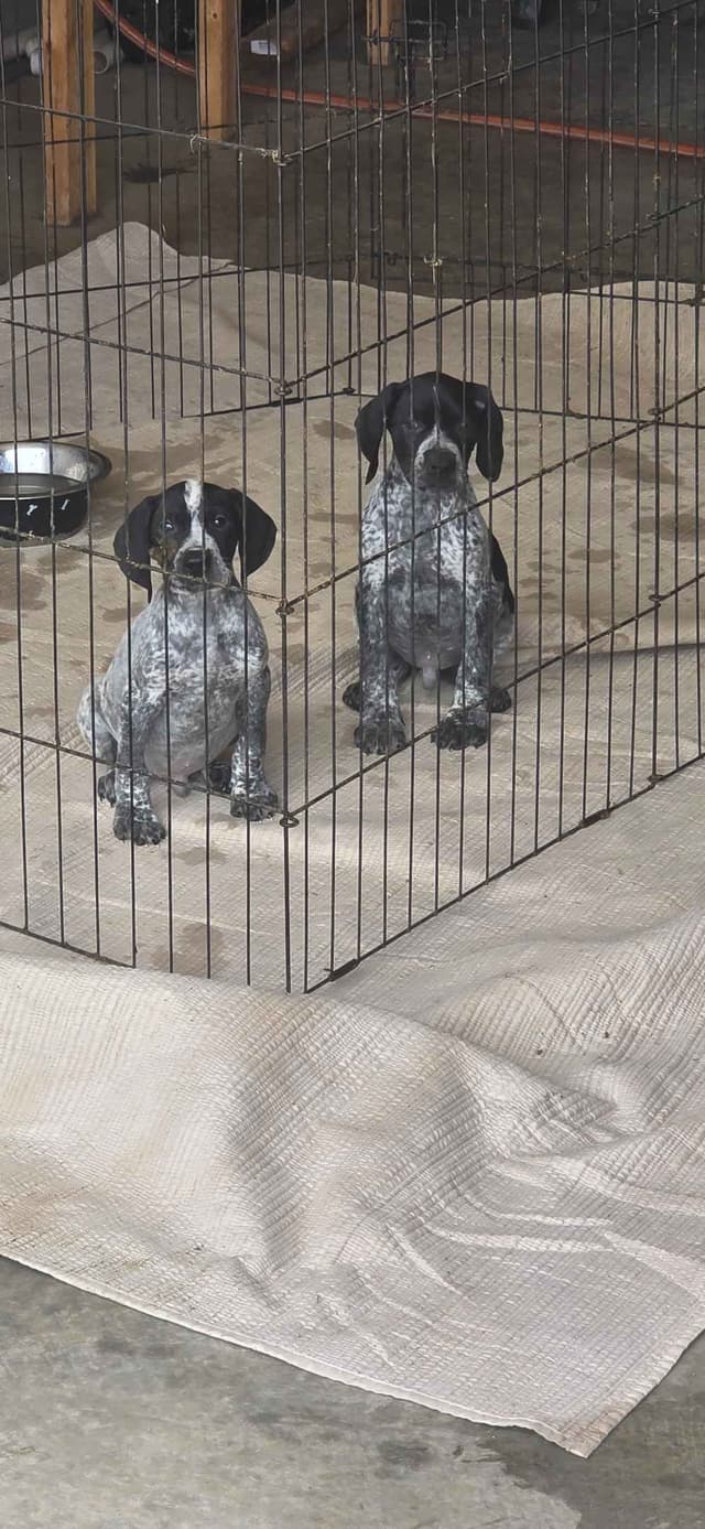 German Shorthaired Pointer Puppies media 4