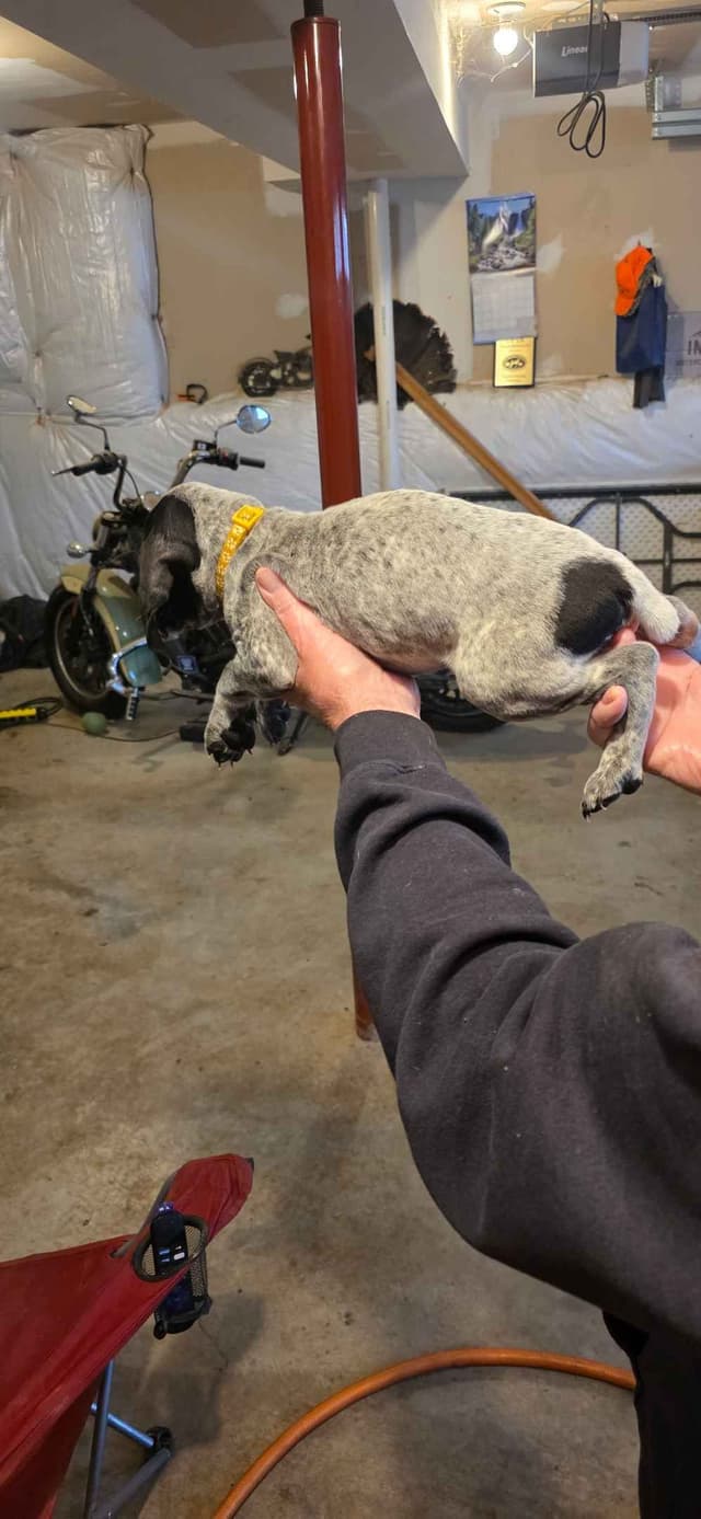 German Shorthaired Pointer Puppies media 5