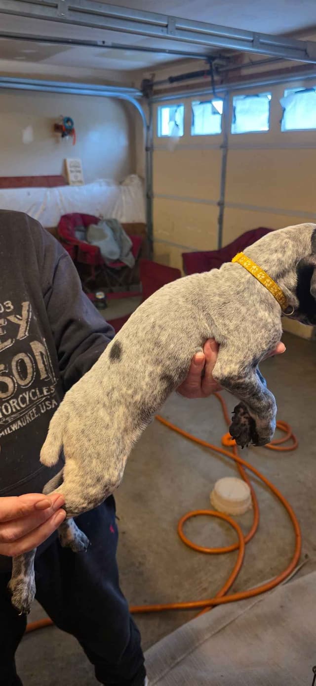 German Shorthaired Pointer Puppies media 6