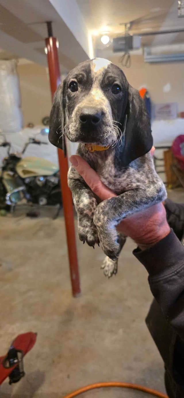 German Shorthaired Pointer Puppies media 7