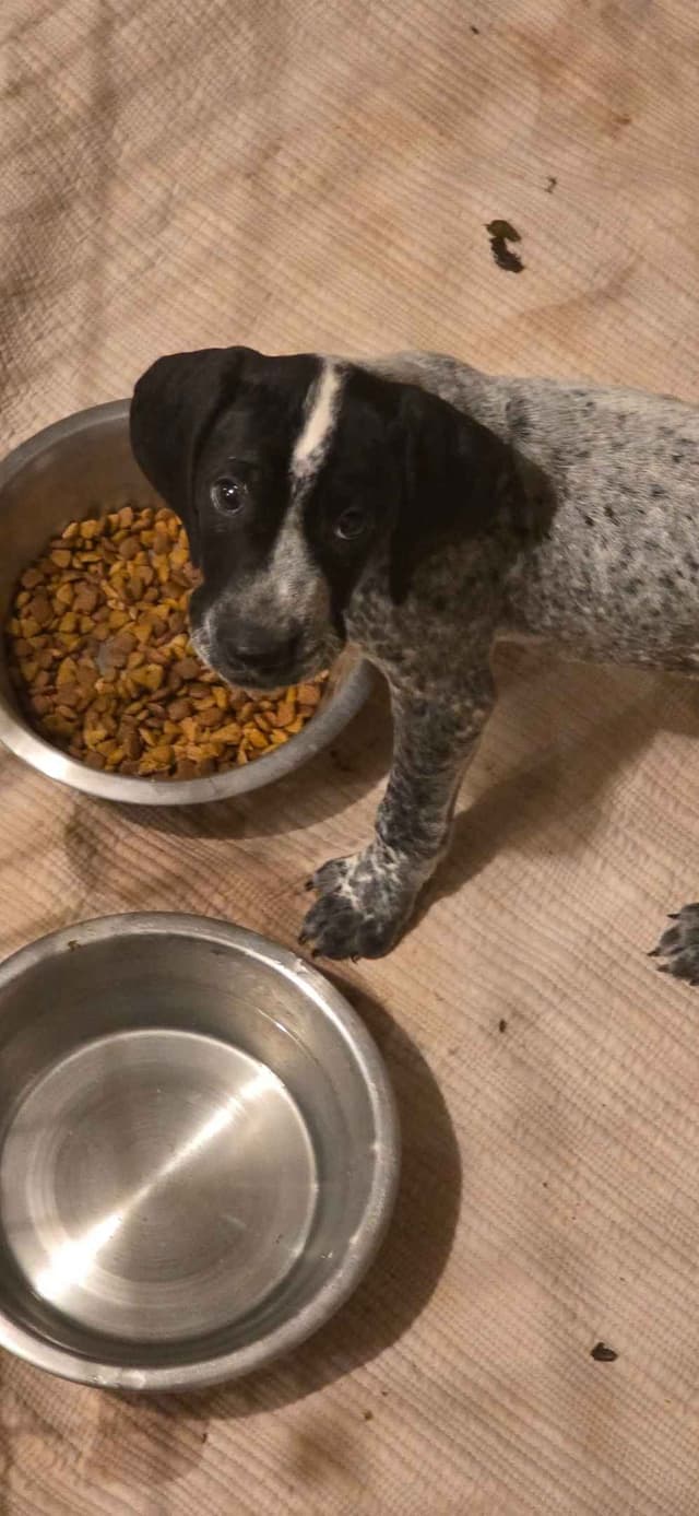 German Shorthaired Pointer Puppies media 8