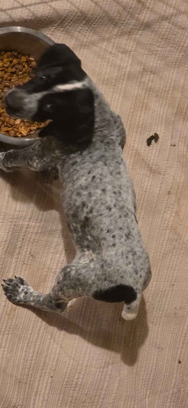 German Shorthaired Pointer Puppies media 9