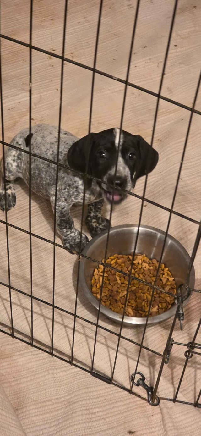 German Shorthaired Pointer Puppies media 10