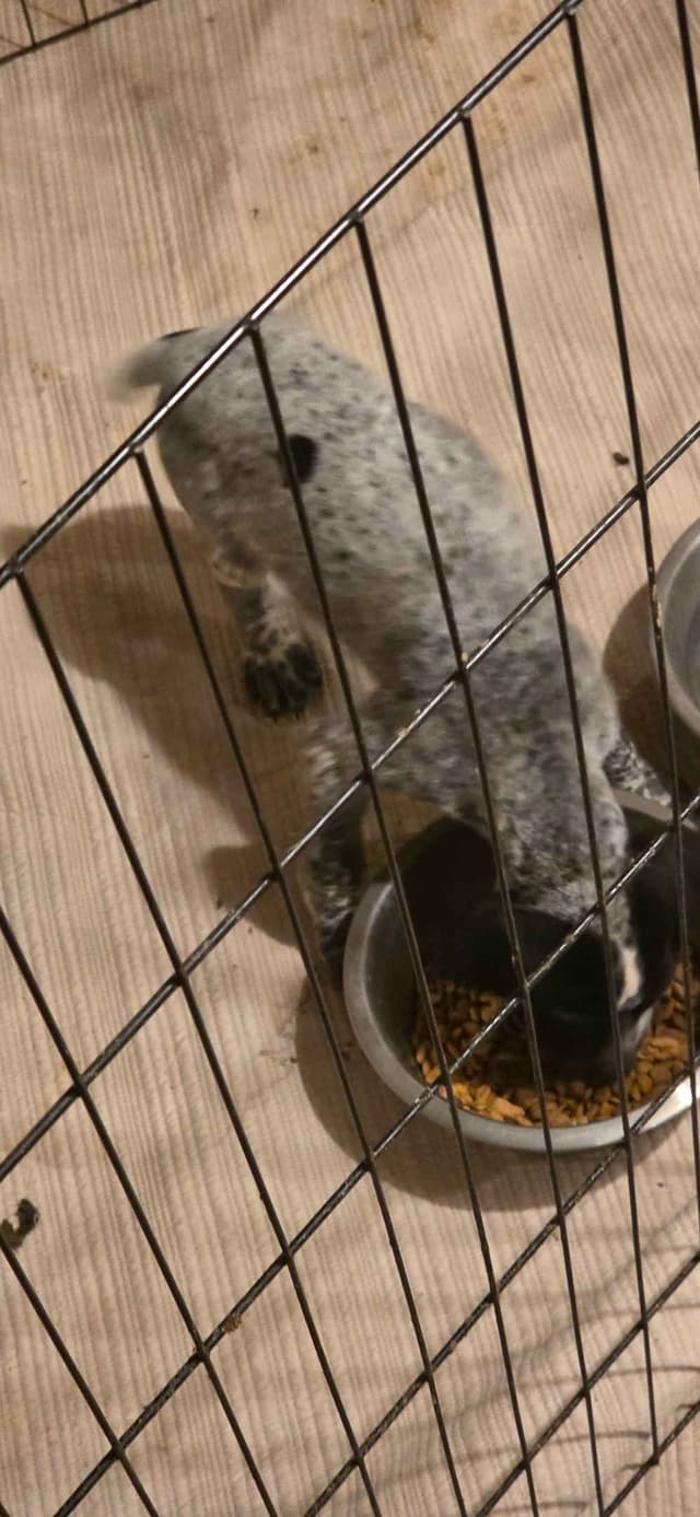 German Shorthaired Pointer Puppies media 11