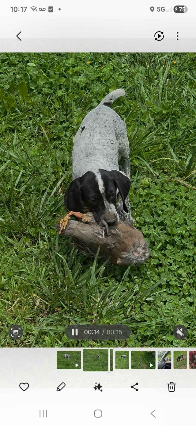 German Shorthaired Pointer Puppies media 12