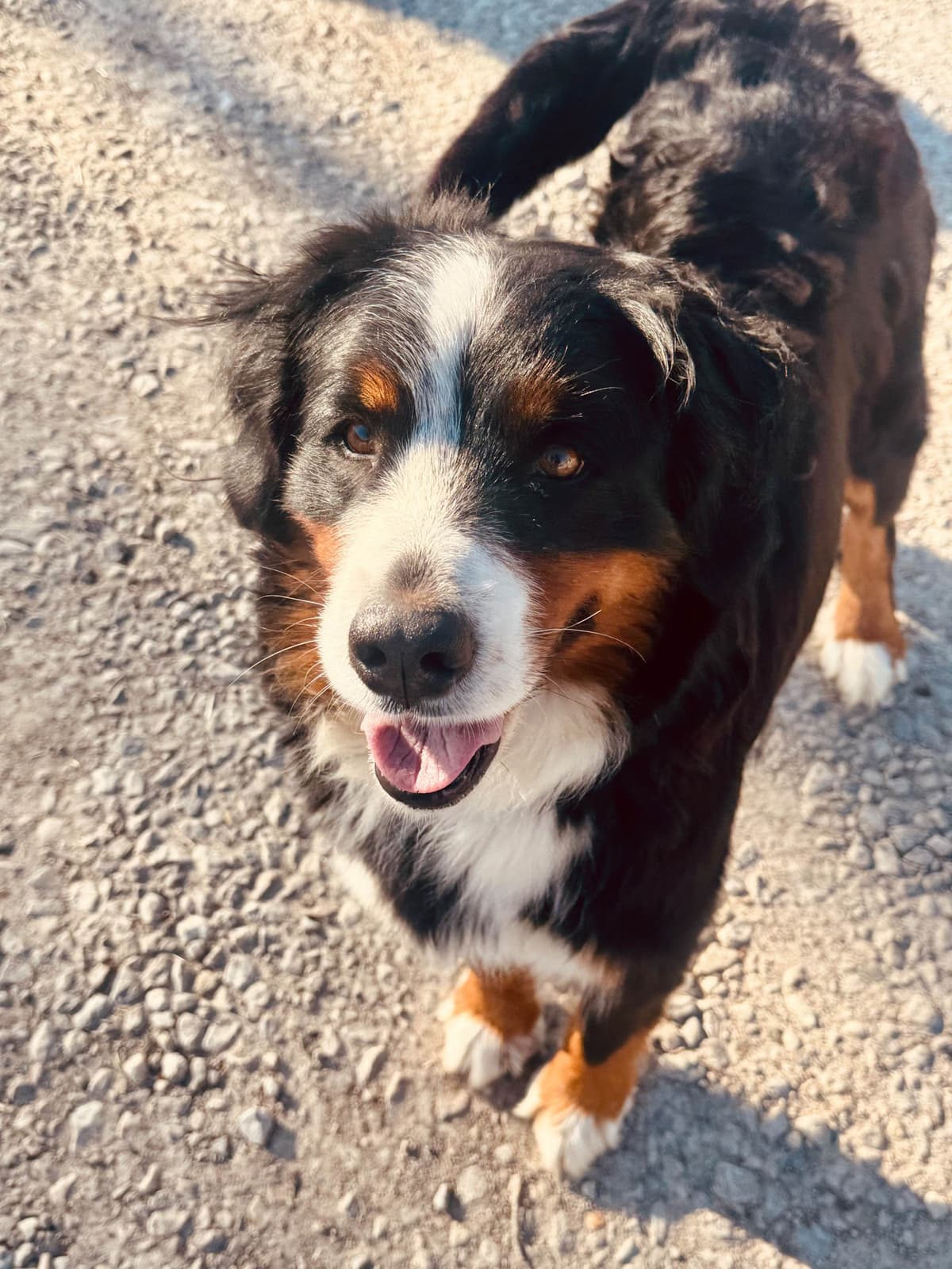 Bernese Mountain Dog Puppies breeder image 7