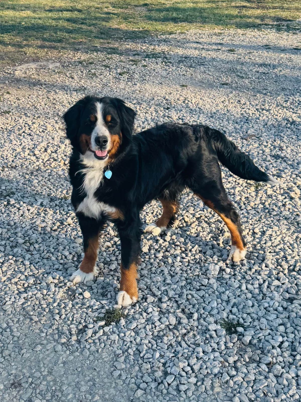 Bernese Mountain Dog Puppies breeder image 9