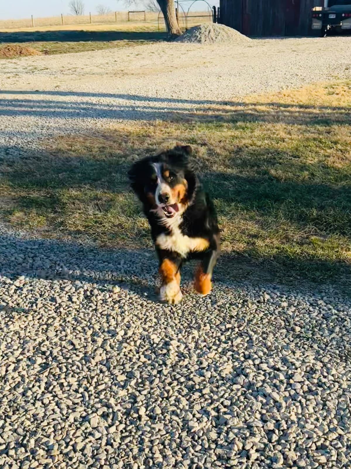 Bernese Mountain Dog Puppies breeder image 10