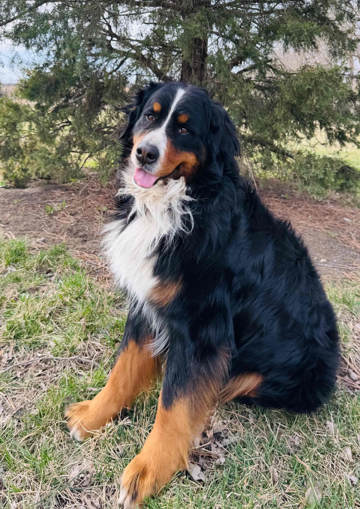 Bernese Mountain Dog Puppies breeder image 11