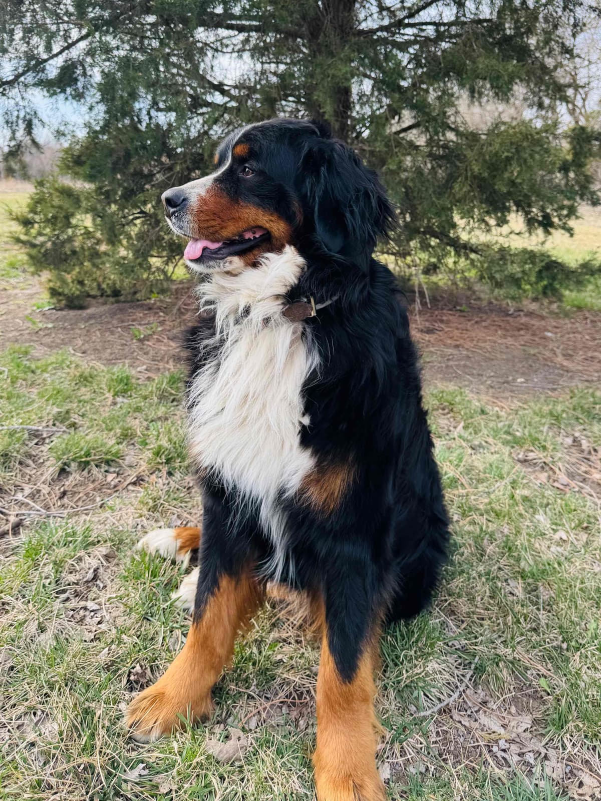 Bernese Mountain Dog Puppies breeder image 12