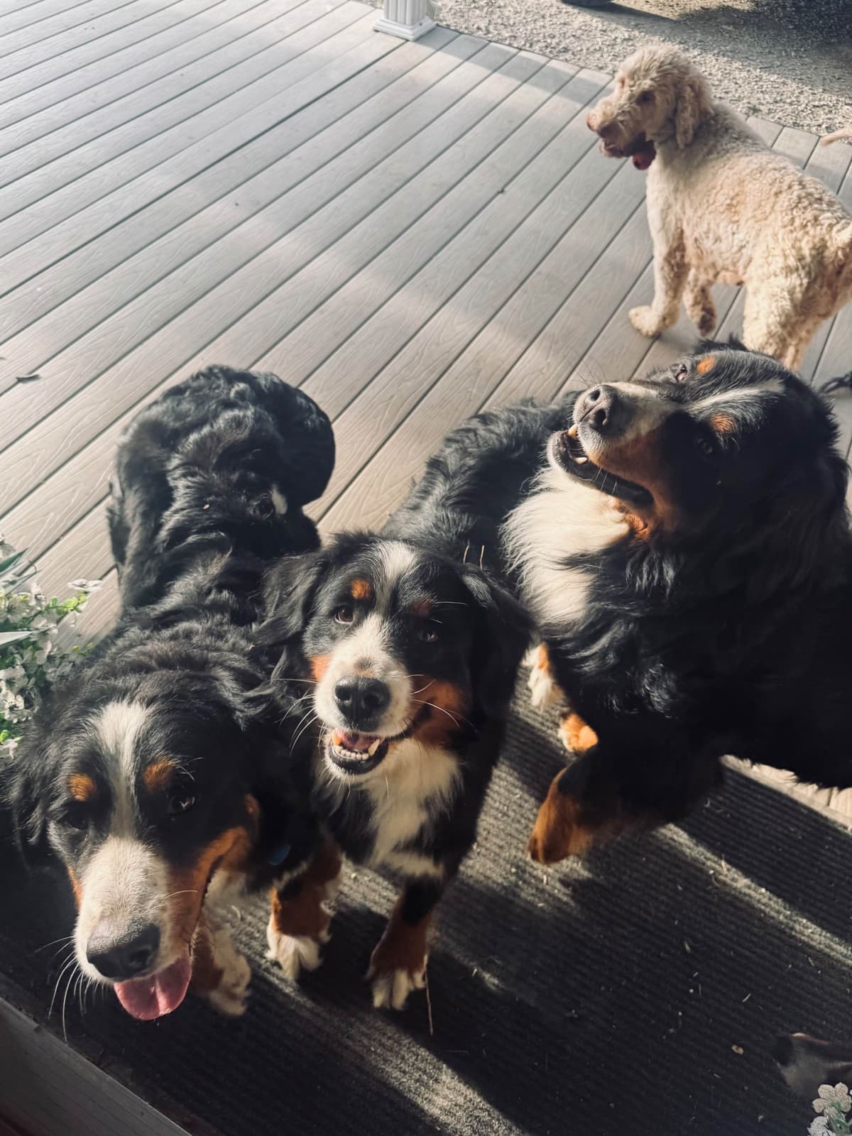 Bernese Mountain Dog Puppies breeder image 15