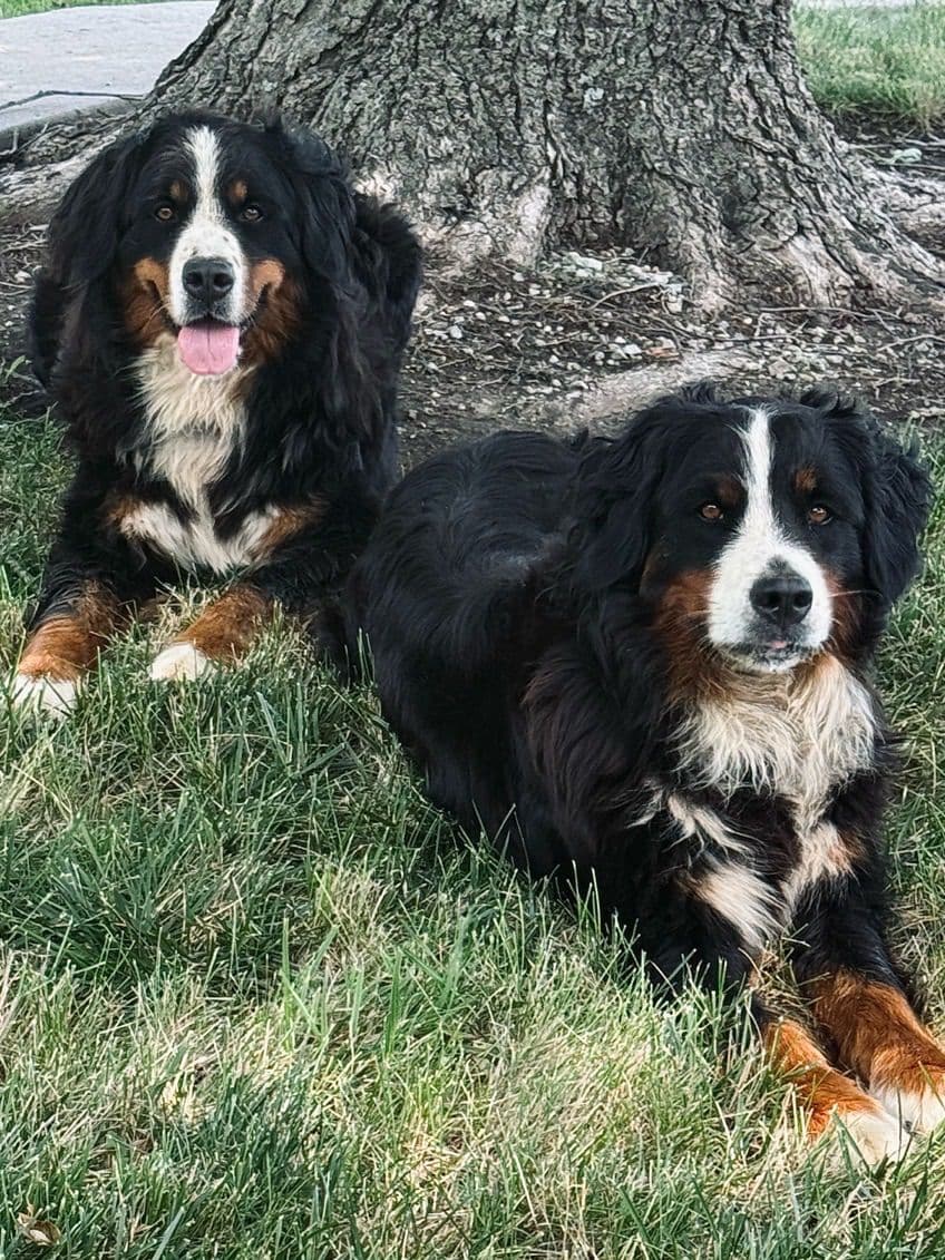 Bernese Mountain Dog Puppies breeder image 16