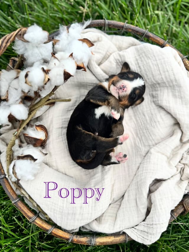 Bernese Mountain Dog Puppies media 2