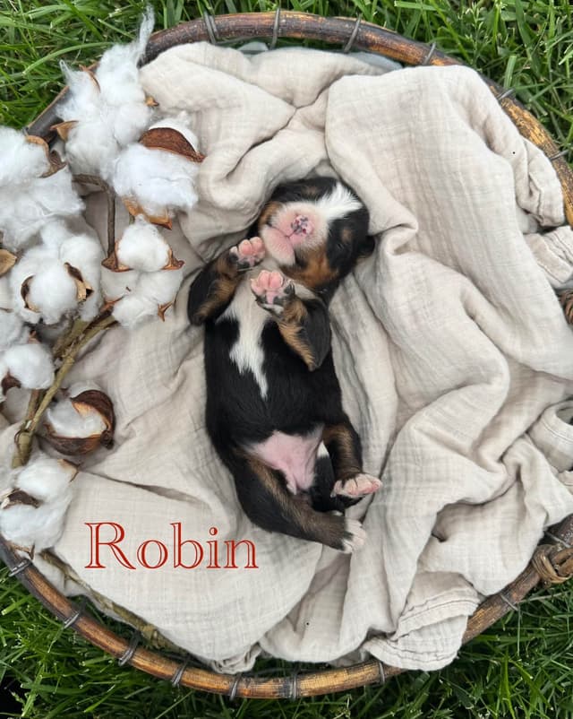Bernese Mountain Dog Puppies media 3