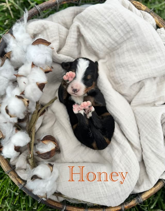 Bernese Mountain Dog Puppies media 4