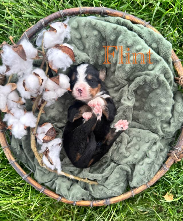Bernese Mountain Dog Puppies media 5