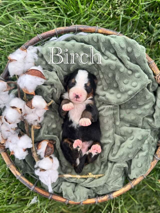Bernese Mountain Dog Puppies media 6