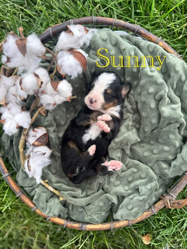 Bernese Mountain Dog Puppies media 7