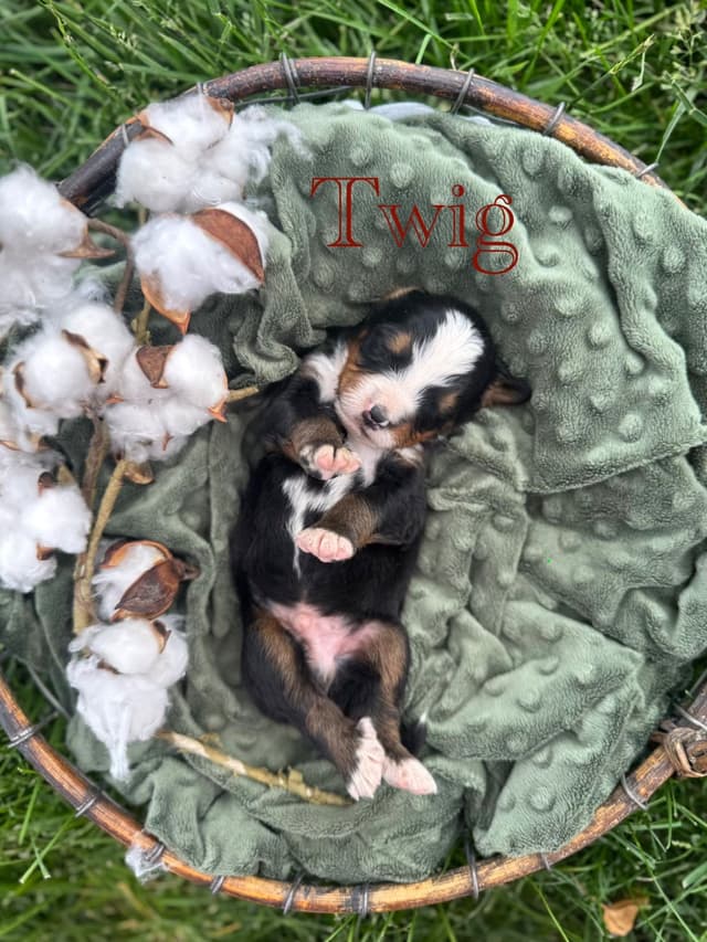 Bernese Mountain Dog Puppies media 8
