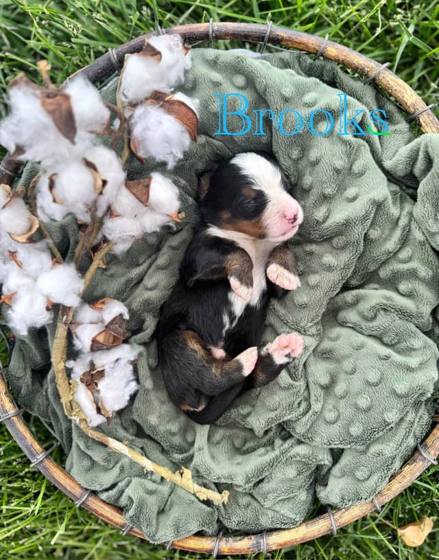 Bernese Mountain Dog Puppies media 10