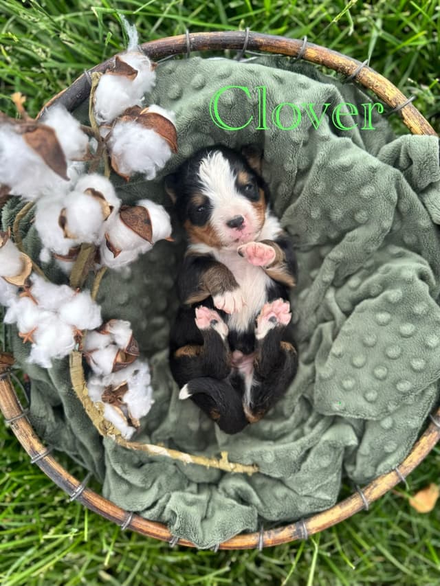 Bernese Mountain Dog Puppies media 9