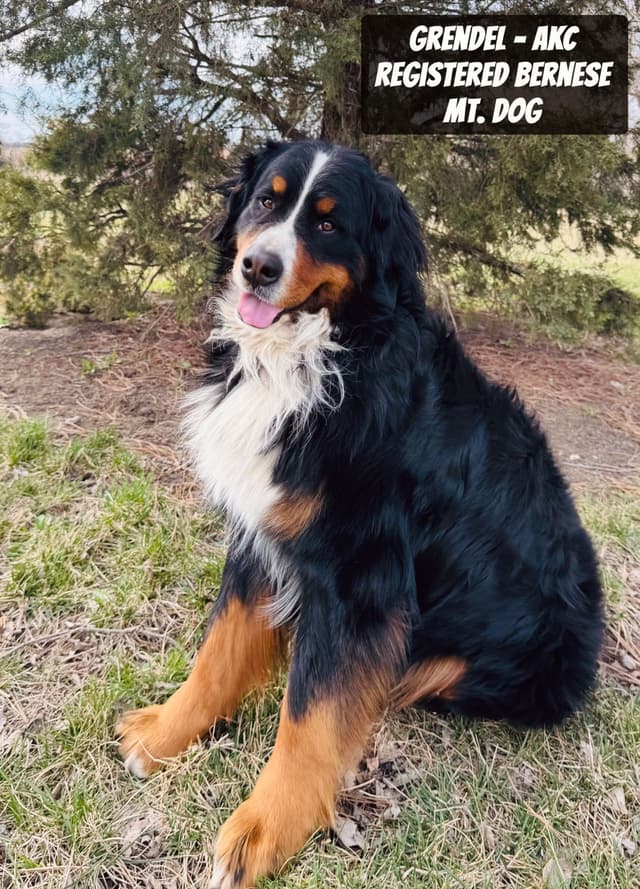 Bernese Mountain Dog Puppies media 11