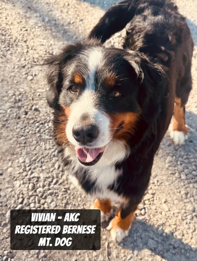 Bernese Mountain Dog Puppies media 13