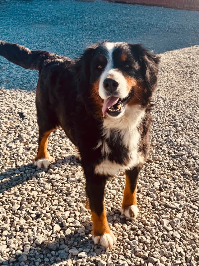 Bernese Mountain Dog Puppies media 14