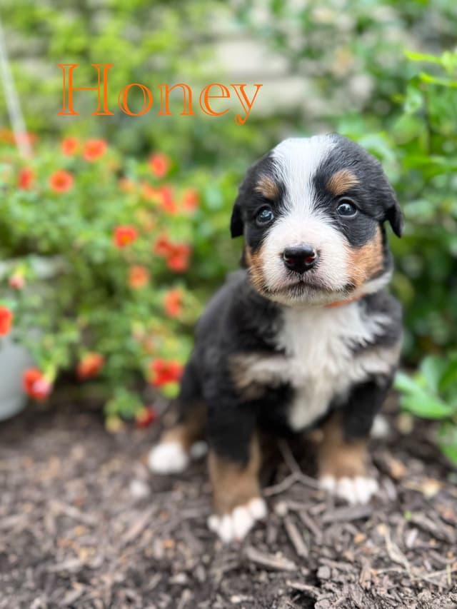 Bernese Mountain Dog Puppies media 15