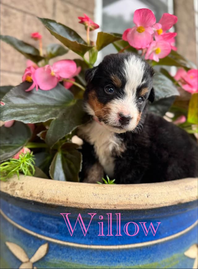 Bernese Mountain Dog Puppies media 16