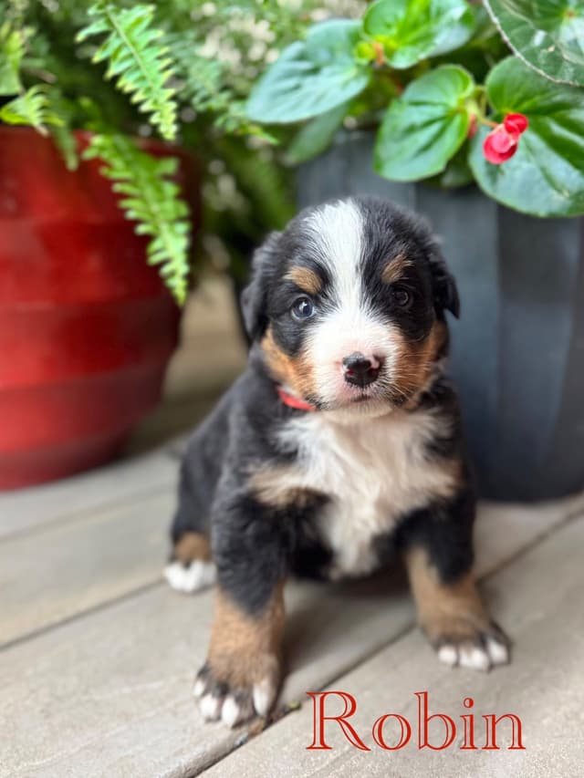Bernese Mountain Dog Puppies media 17