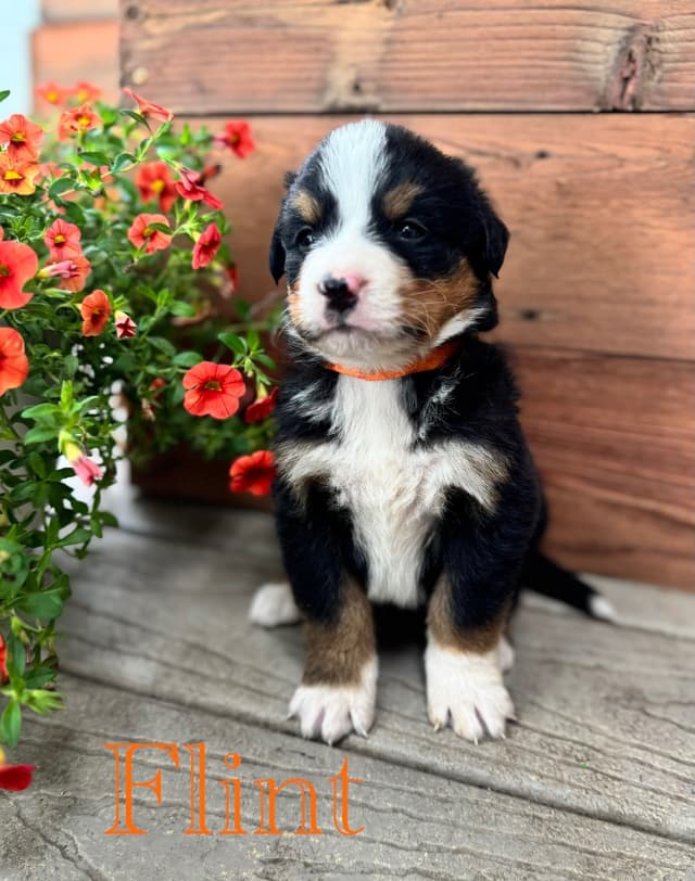 Bernese Mountain Dog Puppies media 18