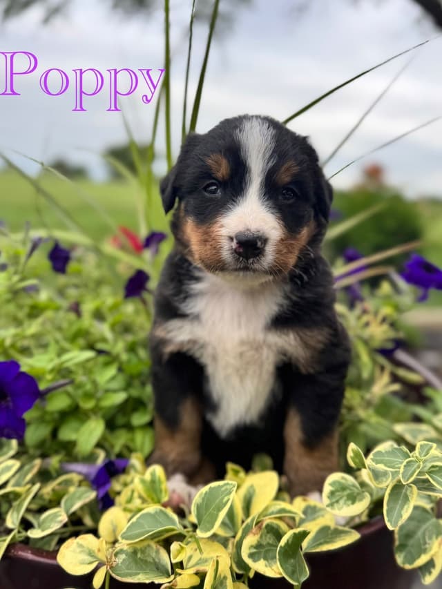 Bernese Mountain Dog Puppies media 20
