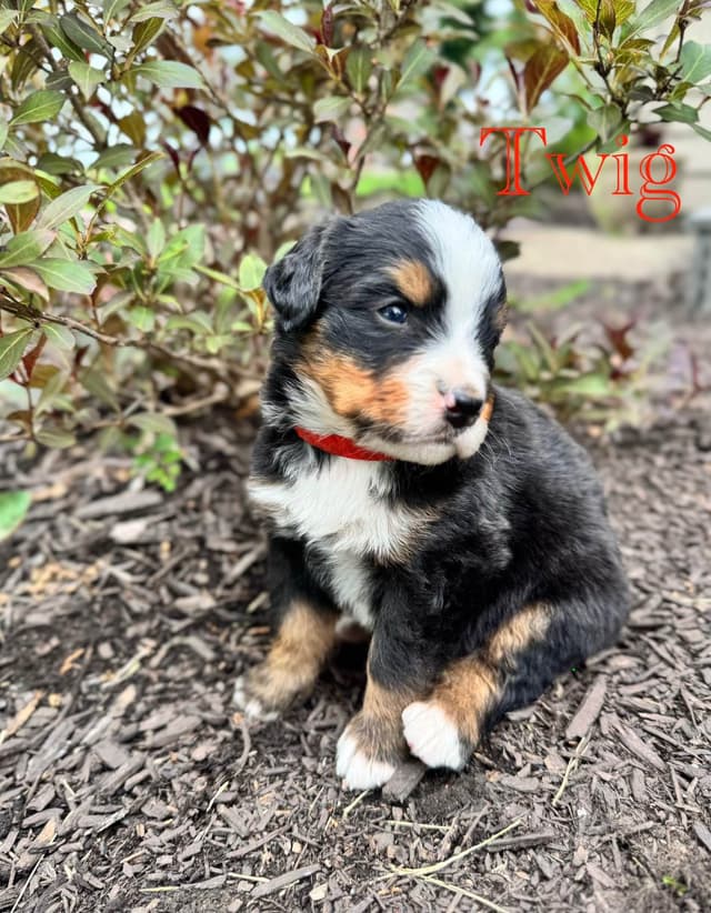Bernese Mountain Dog Puppies media 19