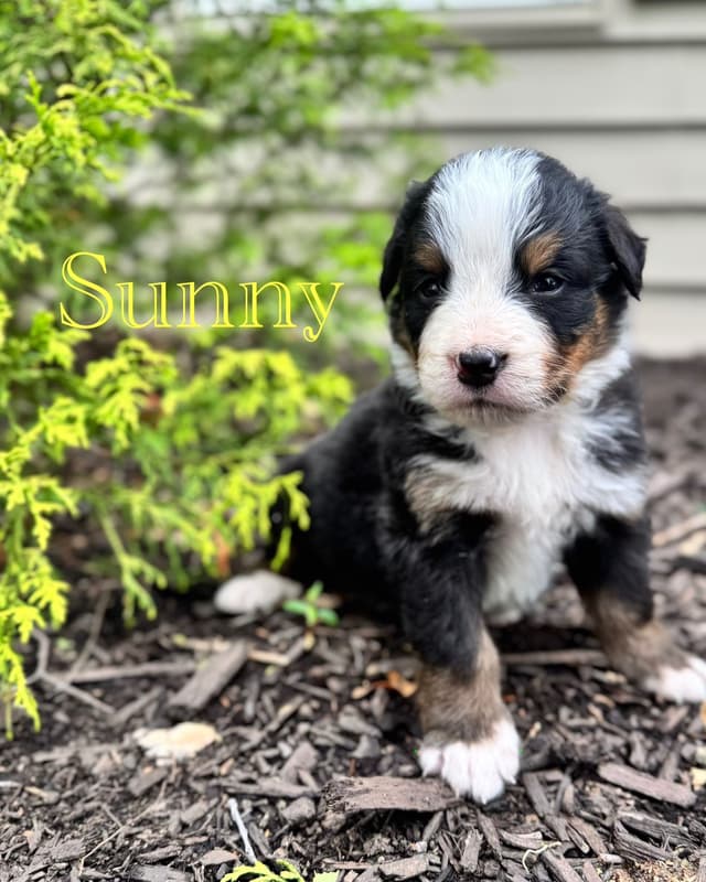 Bernese Mountain Dog Puppies media 21