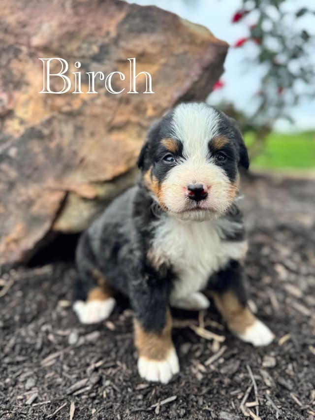 Bernese Mountain Dog Puppies media 22
