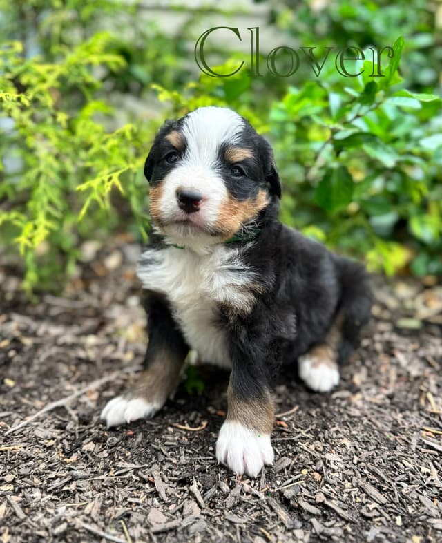 Bernese Mountain Dog Puppies media 24