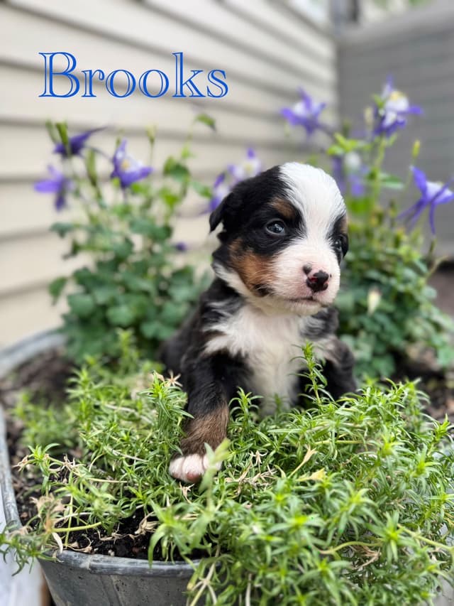 Bernese Mountain Dog Puppies media 23