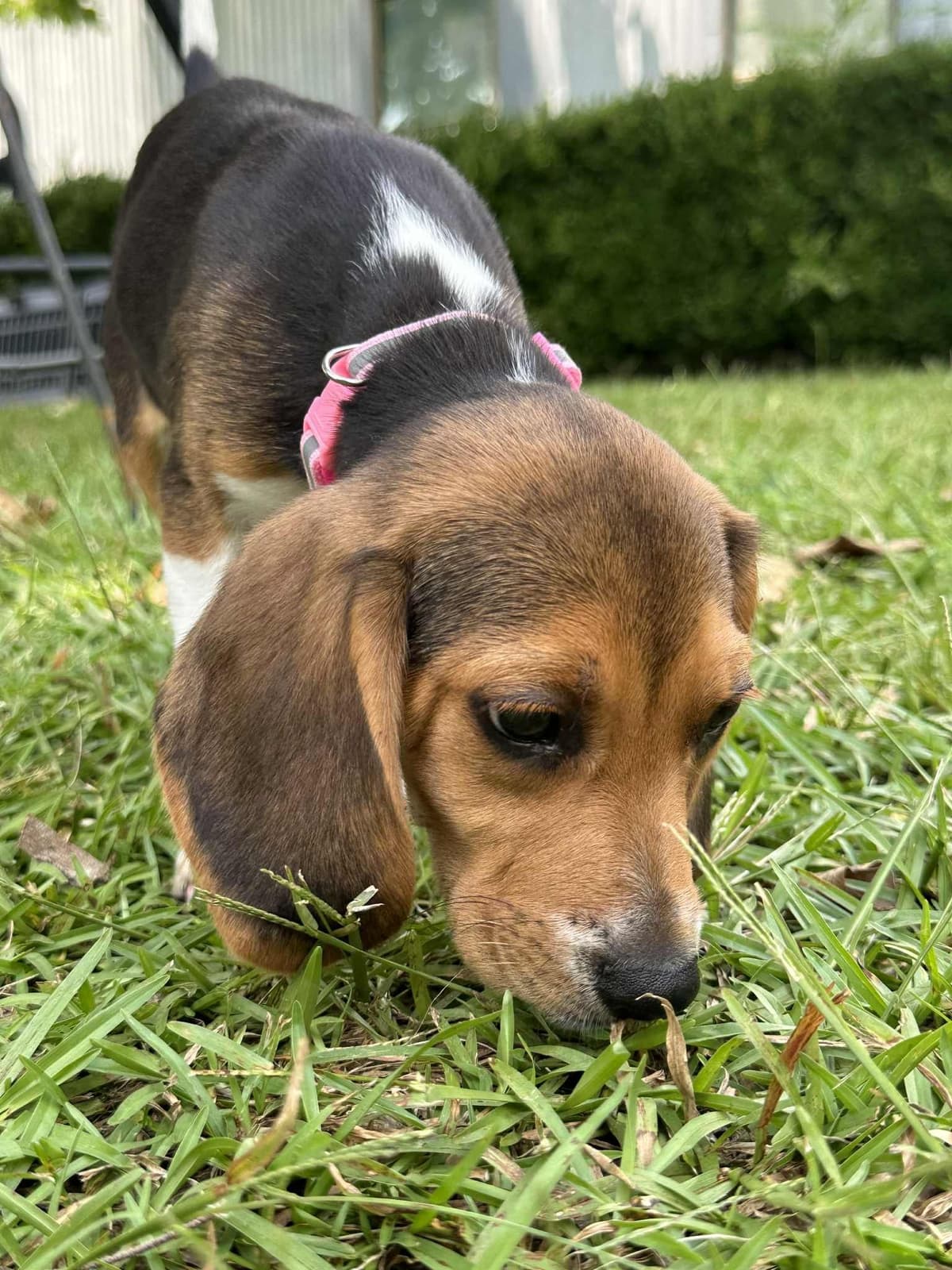 Beagle Puppies breeder image 1
