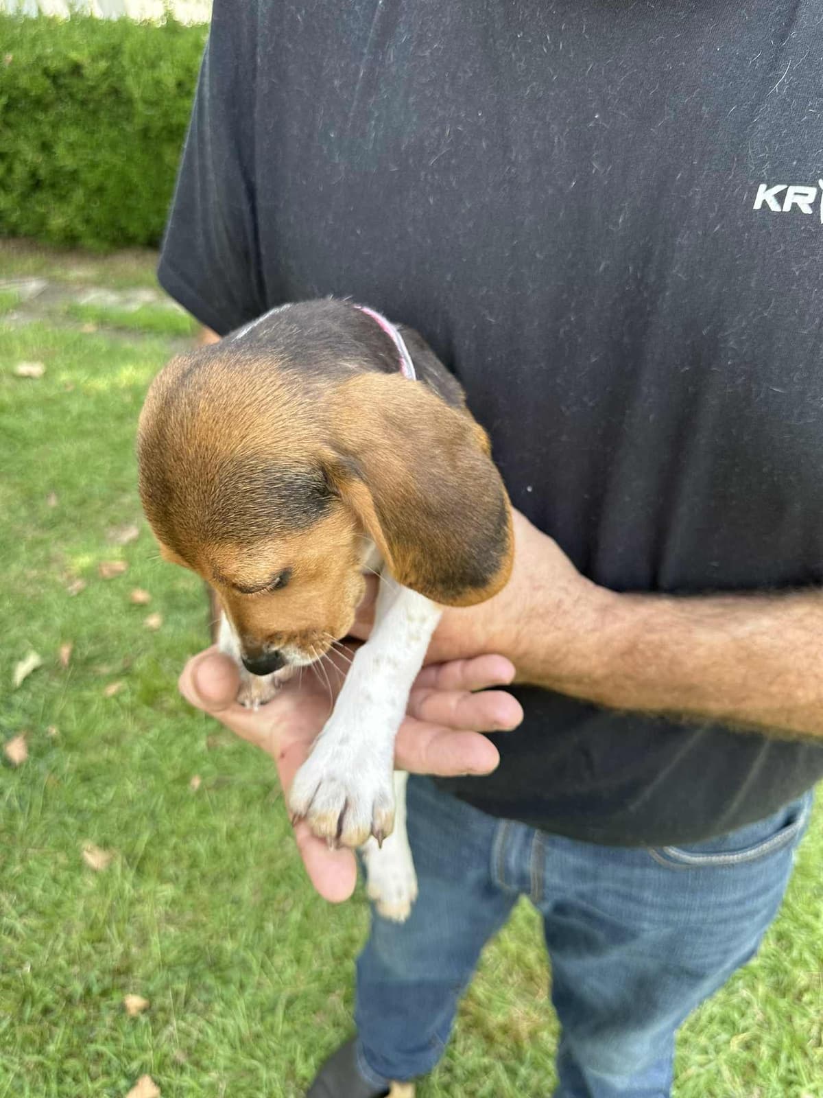 Beagle Puppies breeder image 2